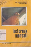 Beternak Merpati
