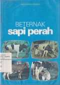 Beternak Sapi Perah